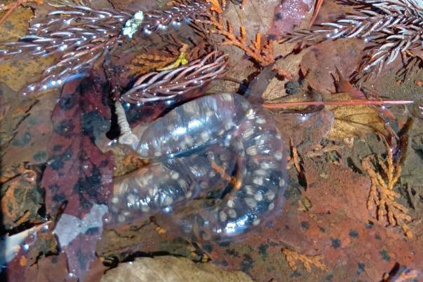 �g�E�L���E�T���V���E�E�I